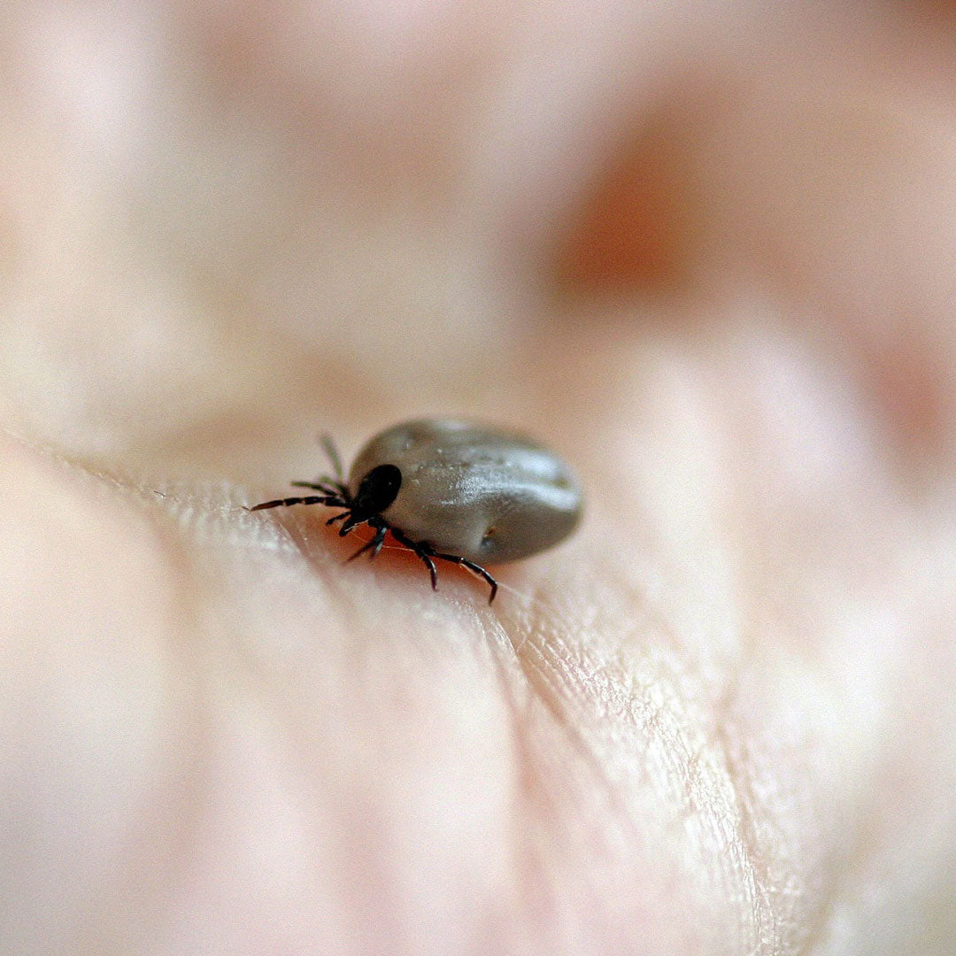 Pince à épiler compacte en acier inoxydable pour retirer les tiques Lifesystems