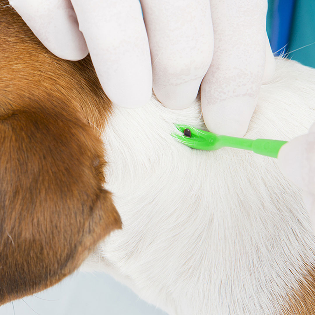 A gloved person using a plastic tick tool to remove a tick from a dogs skin