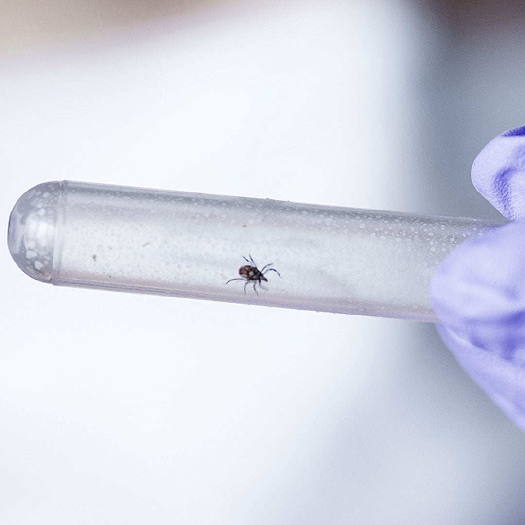 A tick being held in a laboratory test tube